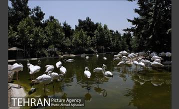 باغ پرندگان تهران 22