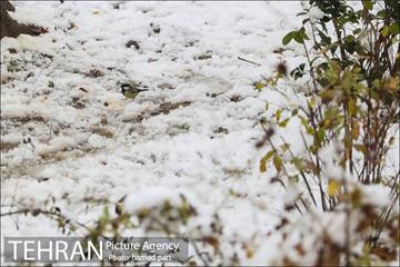 روز برفی تهران در پارک شهر 13