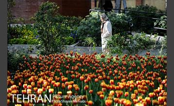 رویش گل های لاله در باغ ایرانی 8