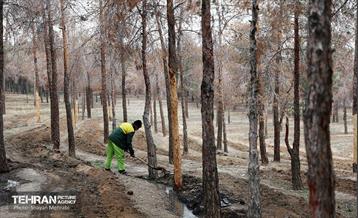 کاشت 2000 نهال مثمر در بوستان جنگلی چیتگر 47