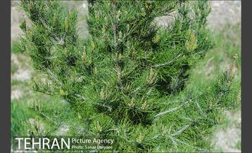 طبیعت بهاری بوستان سرخه حصار‎ 15