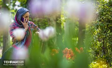 لاله های باغ ایرانی 25