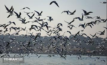 کوچ پرندگان مهاجر به دریاچه شهدای خلیج‌فارس 16