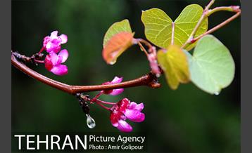 تهران بهاری 7