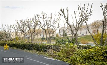 هرس درختان در منطقه 5