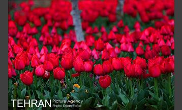 جشنواره لاله‌ها در بوستان زندگی محله هرندی 12