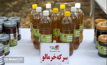 چهارمین جشنواره خرمالوی کن 8