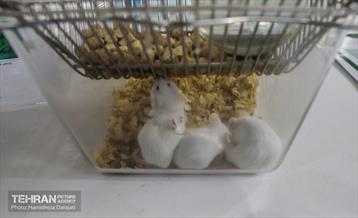 نمایشگاه بزرگ توانمندی ها جهاد دانشگاهی 19