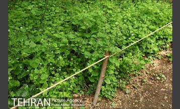 باغ گیاه‌شناسی ملی ایران 11