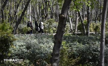 باغ ایرانی در ایام نوروز  13