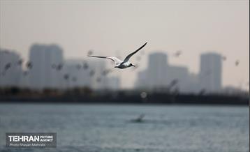 کوچ پرندگان مهاجر به دریاچه شهدای خلیج‌فارس 26