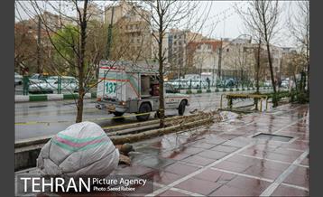 آئین کاشت درخت زندگی 44