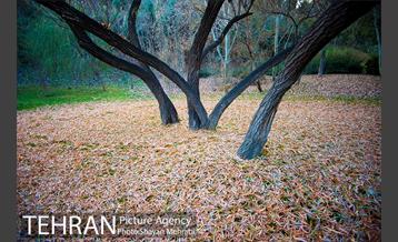 پاییز اراضی عباس آباد 34