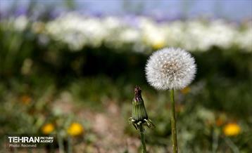 هوای بهاری منطقه 5 38