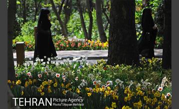 رویش گل های لاله در باغ ایرانی 40