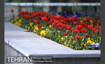رویش گل های لاله در پارک شهر 26