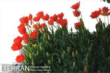 رویش گل های لاله در بوستان گفتگو 28