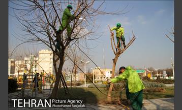 عملیات هرس درختان درمعابر و بوستانهای مناطق تهران 24