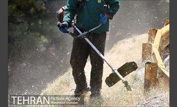 علف زنی بوستانهای تهران برای مقابله با آتش سوزی 6