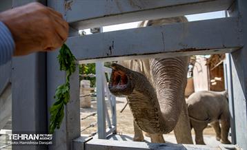«مایسا» یکساله شد 11