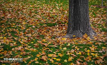 سمفونی رنگ های پاییزی - پارک ملت 9