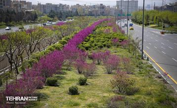 هوای بهاری منطقه 5 31