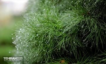 یک روز بارانی در منطقه 19 17