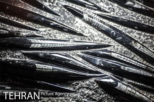 موزه علوم زمین 4