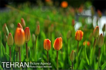 رویش گل های لاله در پارک ملت 1