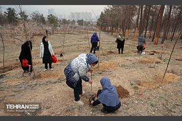 کاشت 2000 نهال مثمر در بوستان جنگلی چیتگر 43