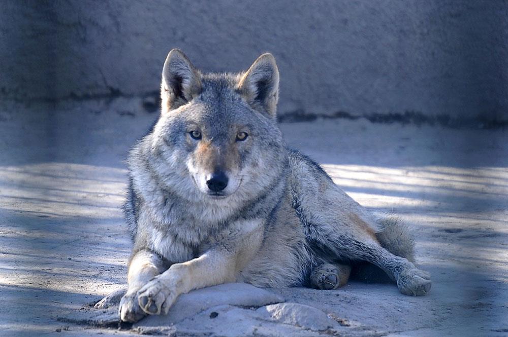 پارک پردیسان 8