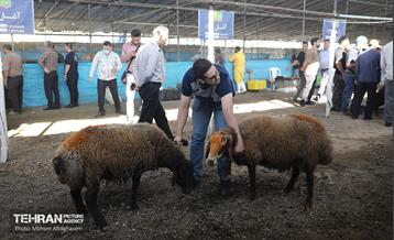 بازدید از مرکز عرضه بهداشتی دام ویژه عید قربان 46