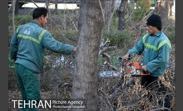 عملیات هرس درختان درمعابر و بوستانهای مناطق تهران 2