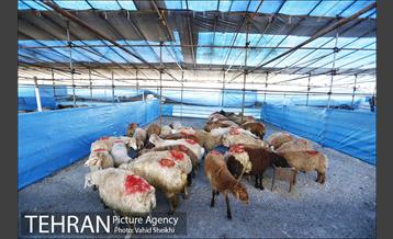 بازدید سعید راد از مراکز عرضه دام  35