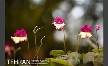 افتتاح هفدهمین نمایشگاه بین المللی گل و گیاه تهران  34