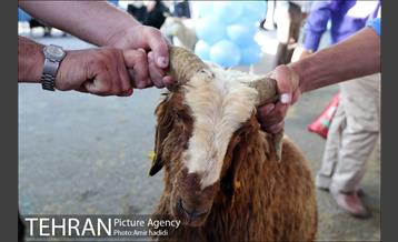 مراکز عرضه بهداشتی دام زنده 11