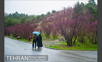 طبیعت بهاری پارک جنگلی لویزان‎  19