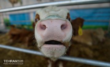 نمایشگاه بزرگ توانمندی ها جهاد دانشگاهی 23