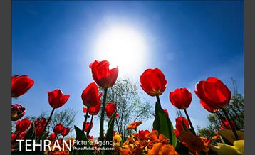 لاله های بوستان یاسمن 4