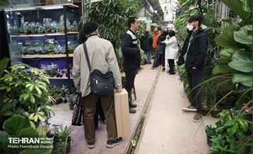 بازار گل محلاتی  28