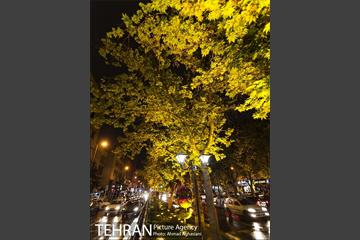 نورپردازی درختان بلوار میرداماد 10