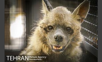 زندگی در قفس 16