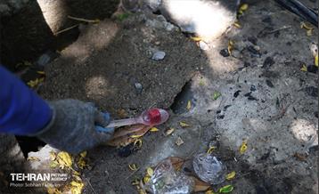 مبارزه با جانوران موذی 11