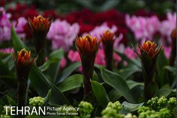 شانزدهمین نمایشگاه گل و گیاه تهران 6