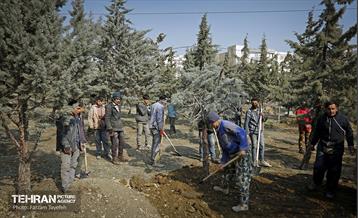 جابجایی اصولی 106 اصله درخت در منطقه 5 شهرداری 5
