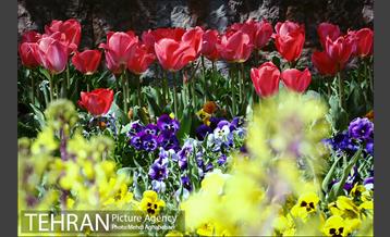 لاله های بوستان یاسمن 8