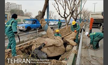 تلاش ویژه شهرداری برای نجات زندگی حدود یکصد درخت اتوبان نیایش 20