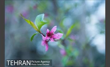 طبیعت بهاری پارک جنگلی لویزان‎  28