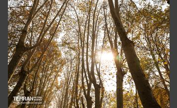 آخرین روزهای پاییزی  15