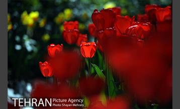 رویش گل های لاله در باغ ایرانی 30
